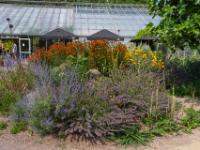 Leuchtende Blumen im Schmetterlingspark - Nexø